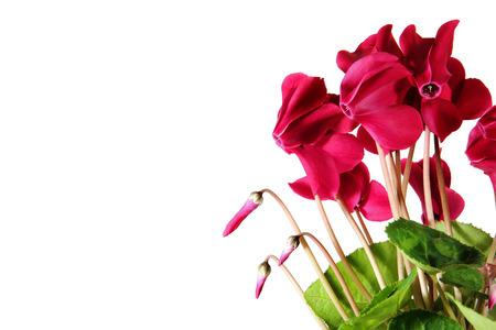 Room flower isolated on a white backgroundの写真素材