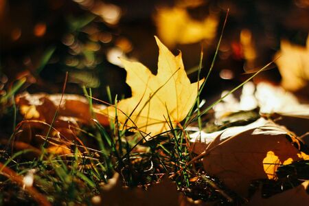 Background texture of colorful autumn leaves in the sunlightの写真素材