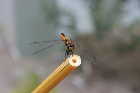 Dragonfly