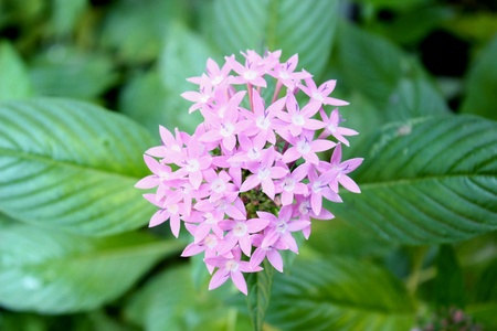 Purple beautyの素材