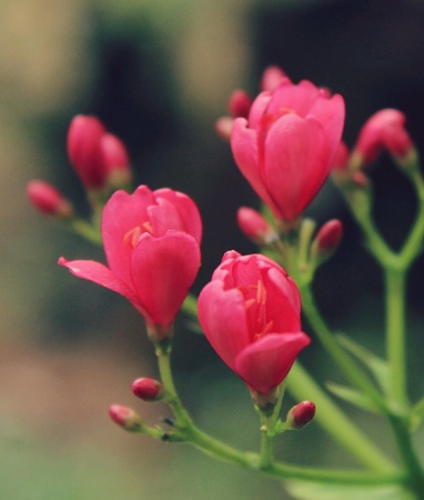Pink flower