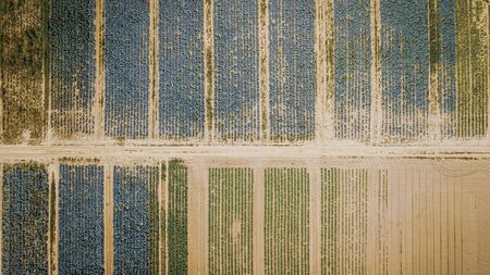 Aerial view of multicolored agricultural cabbage fields from droneの写真素材