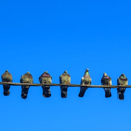 Pigeons sit on electic wires on pantone sky background. Business concept.の写真素材