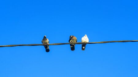 Pigeons sit on electic wires on classic blue sky background. Business concept.の写真素材