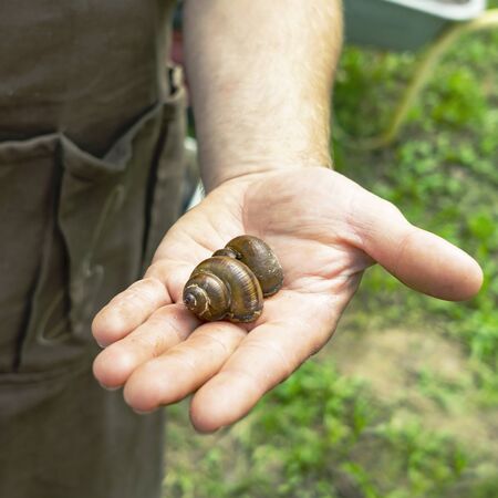 Man holds a snail in his hand. Helix Aspersa Muller, Maxima Snail, Organic Farming, Snail Farming