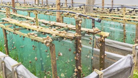 Helix Aspersa Muller, Maxima Snail, Organic Farming, Snail Farming, Production of Snails. Snail Farm. Mollusk snails with brown striped shell.の写真素材