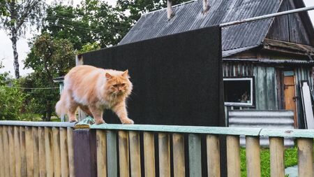 Big ginger domestic cat walks on the fence. Animal concept.の写真素材