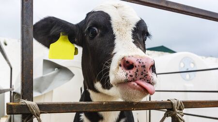 Funny calf shows tongue on a farm. Animal and business concept.の写真素材
