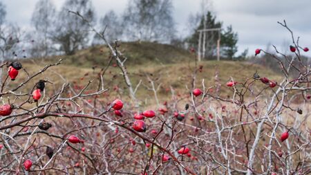 Ancient pagan temple view through the rosehip bush. Worship of pagan Gods and trees. Mystic and magic concept.の写真素材