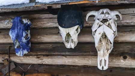 Old animal skulls. Worship of pagan Gods and trees. Mystic and magic concept.の写真素材