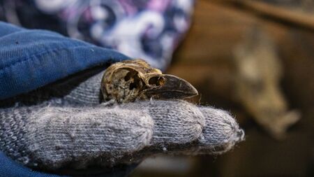 Old bird skull lies on the palm. Worship of pagan Gods and trees. Mystic and magic concept.の写真素材