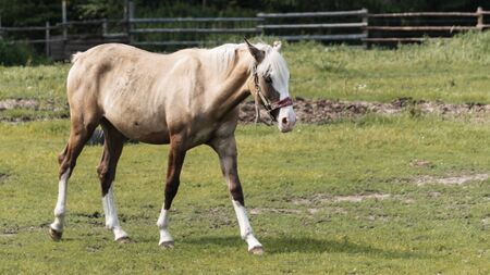 Portrait horse with classic blue eyes. Animal, and photo concept.の写真素材