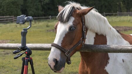 Horse with classic blue eyes takes selfie on the phone on the tripod. Animal, and photo concept.の写真素材