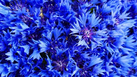 Classic blue knapweed flowers with selective focus and blurred tender petals on background. Blooming...