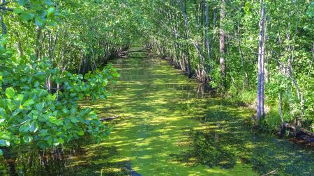Picturesque reclamation in the swamp Yelnya. Nature reserve. Eciligical problem. Protection of nature.の写真素材