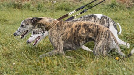 Dog sport. Two whippets who won the competition for coursing, running for a mechanical hare. Animal sport concept.の写真素材