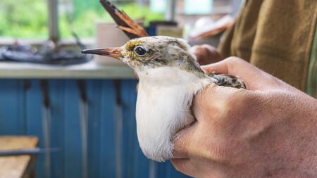 Bird banding is a useful tool for the study of migration. Bird watching and animal concept.