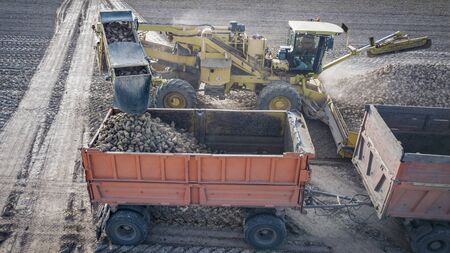 Top view of the tractor and freight car in the field of sugar beet. Aerial viewの写真素材