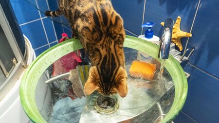 Young bengal cat sitting next to the glass slink and playing with flowing water. Funny background. Animal conceptの写真素材