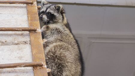 A charming raccoon climbed up to the ceiling. Wildlife care concepts.