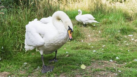 Adult white swan looking at us on blur another swan background .の写真素材