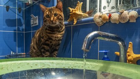 Young bengal cat sits next to the glass slink and looks at the flowing water. Funny background. Animal conceptの写真素材