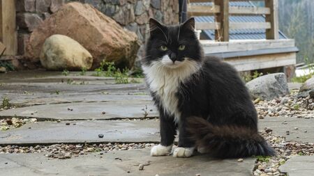 Big black domestic cat sits on street. Animal concept.の写真素材