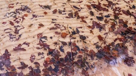 Texture of cold water, orange sand and fallen leaves in the lake. Abstract background.の写真素材
