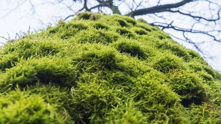 Moss cover on tree bark background. Close-up moss texture on tree surfaceの写真素材