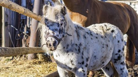 Funny dolmatine color pony looks at us. on corral background. Animals and countrysides concepts.の写真素材