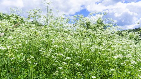 White clay flowers on blue sky background. Beautiful landscape, Travel and countryside concepts.