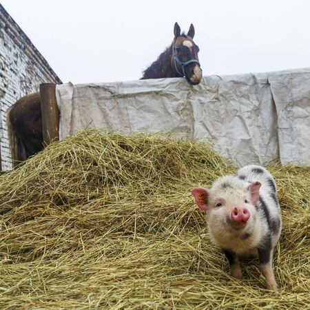 Piebald mini pig of the Vietnamese breed on blurred horse background. Animal and agriculture...