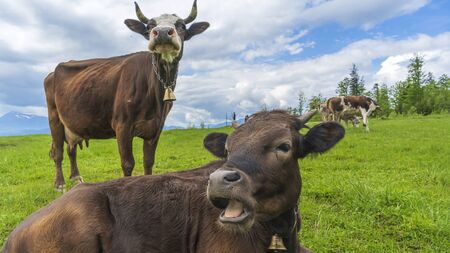 Two brown cows grazing on meadow in mountains. Cattle on a pasture. Agriculture concept.
