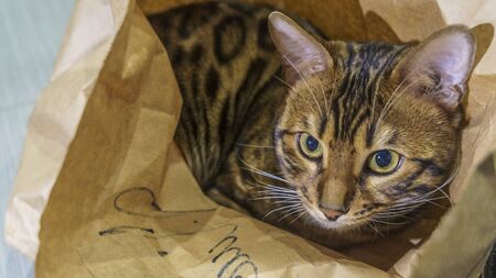 Bengal cat with big green eyes sitting in a paper bag and looking at us. Animal concept.の写真素材