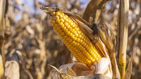 Close-up yellow ear of corn on the background of dried stems. Agriculture concept.