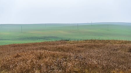 Agricultural field of winter wheat under the fog