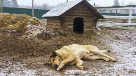 Beige guard dog on a chain lies near a doghouse. Countryside concept.の写真素材