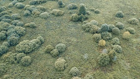 Group of small bushes on a uniform grass, view from top. Nature texture and background.