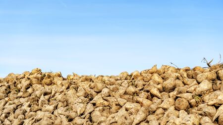 Sugar beet harvest on classic blue sky background. Agriculture concept.の写真素材