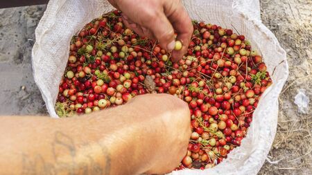 Berry picking in a swamp: cranberries in a big white bag.の写真素材
