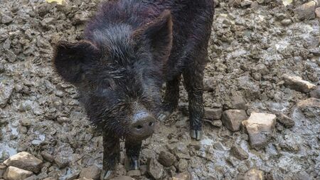 Wild boar or Sus scrofa spend his time on the mud. Animal and wildlife concept.