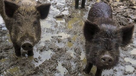 Two wild boars in the mud. Animal and wildlife concept.の写真素材