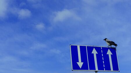 The crow sitting on the road sign Lane traffic on the classic blue sky background. Space for text.