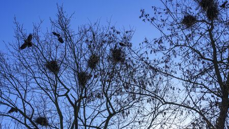A rookery colony. Corvus frugilegus, builds its crowss nests on the bare treetops. Ornithology concept. Classic blue sky background.の写真素材