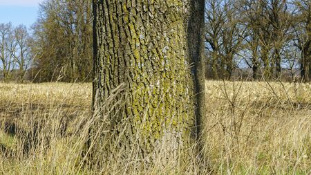 Scenic rural landscape. Tree trunk with classic yellow grass abstract background