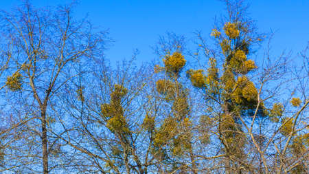 Yellow balls of mistletoe on tree branches on the classic blue background. Nature concept. Space for text.の写真素材