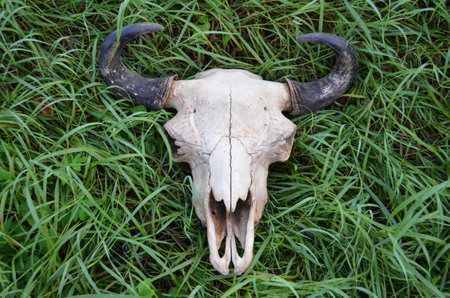 Bison skull with horn lies in green grass. Design concept.の写真素材