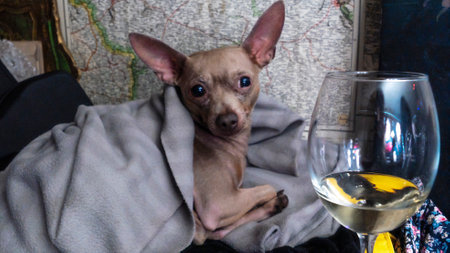 Terrier dog looks with a wine glass