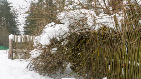 Bushes covered with snow along a fence in winter during a snowfall. Close-up of hedge covered with snow.の写真素材