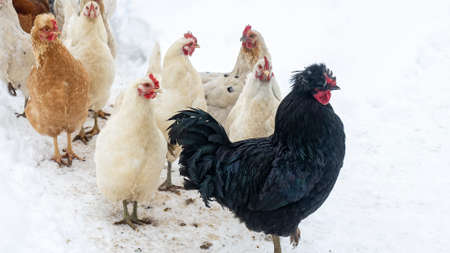 Group of beautiful domestic white hens and black rooster are walking through snow on a snowy winter day.の写真素材